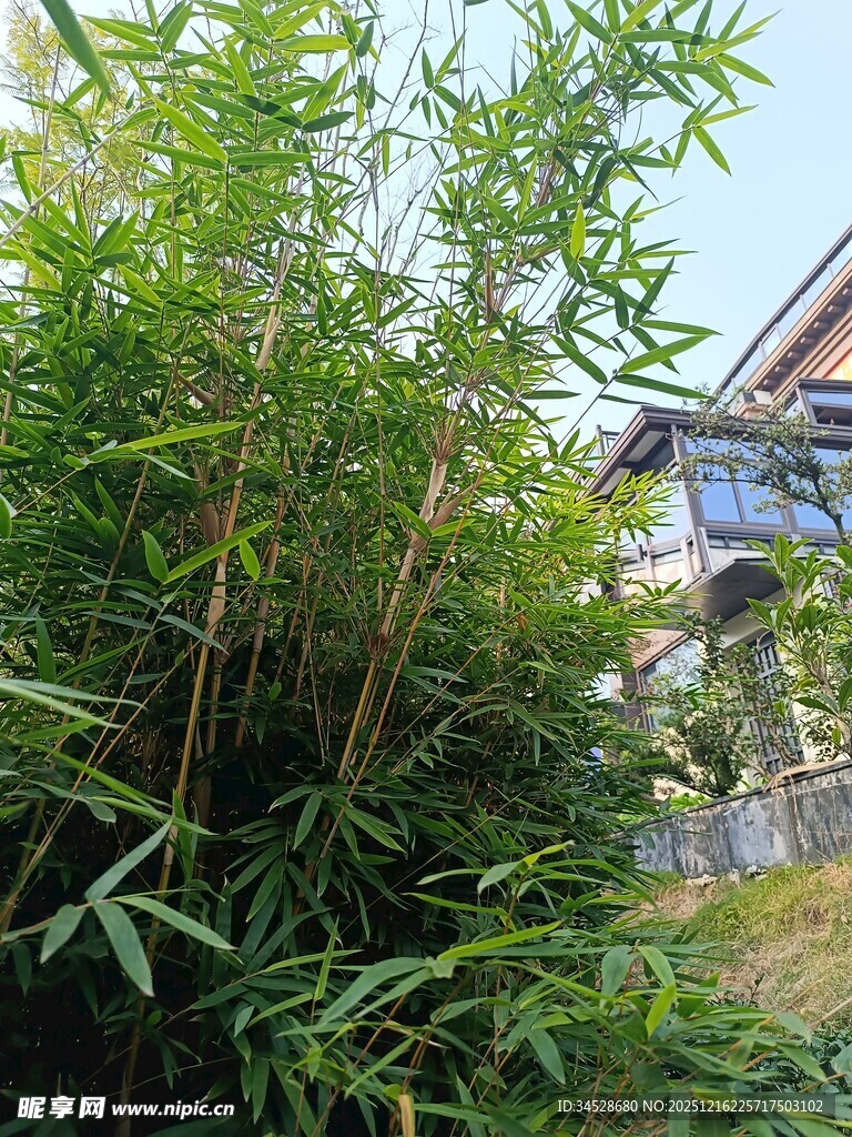 庭院中茂盛的翠绿竹子