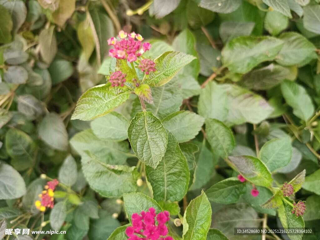 绿叶丛中绽放的娇艳花朵