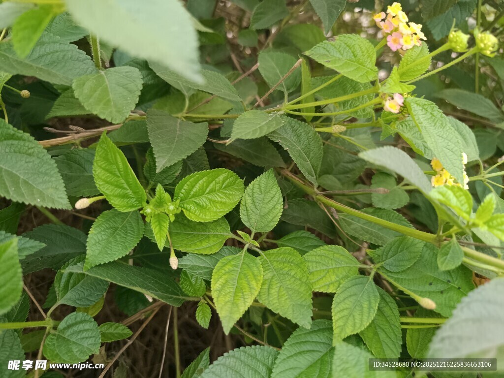 绿叶黄花的繁茂植物