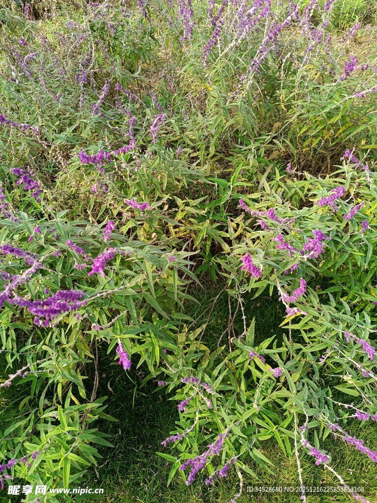 紫色花卉繁茂的绿植景观