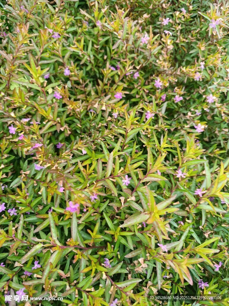 繁茂绿植与紫色小花景观