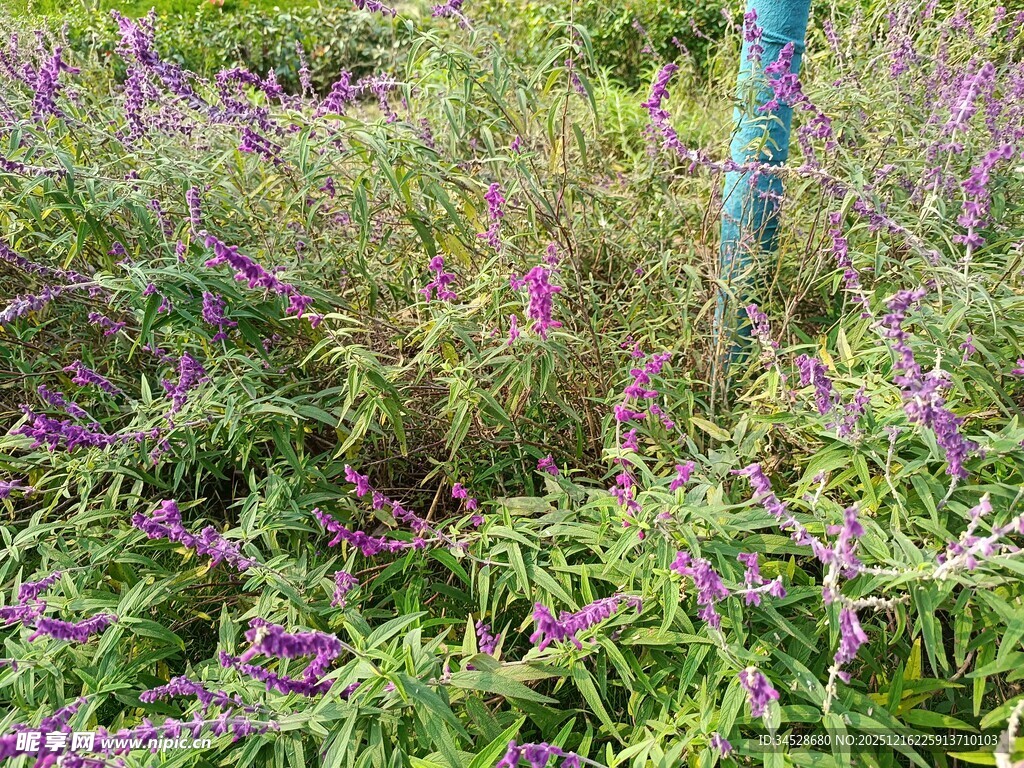 紫色花卉绿植景观