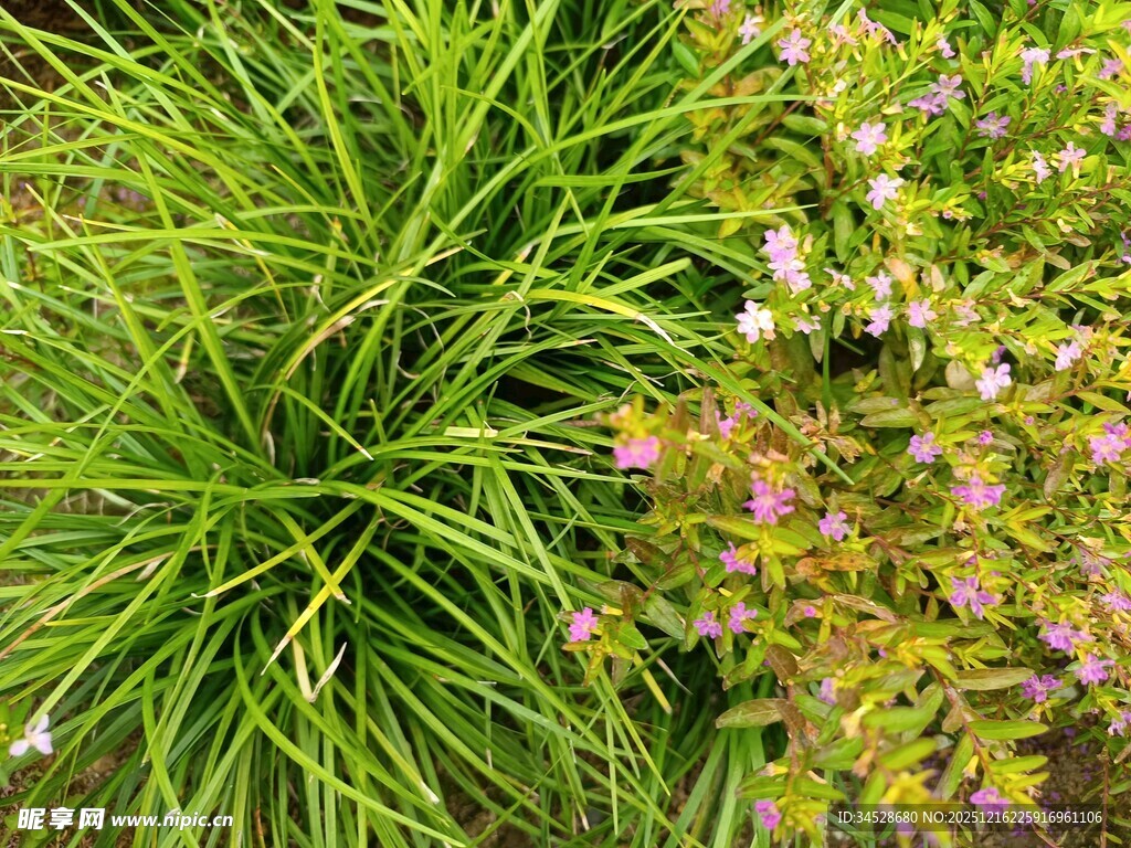 翠绿草植与多彩花卉