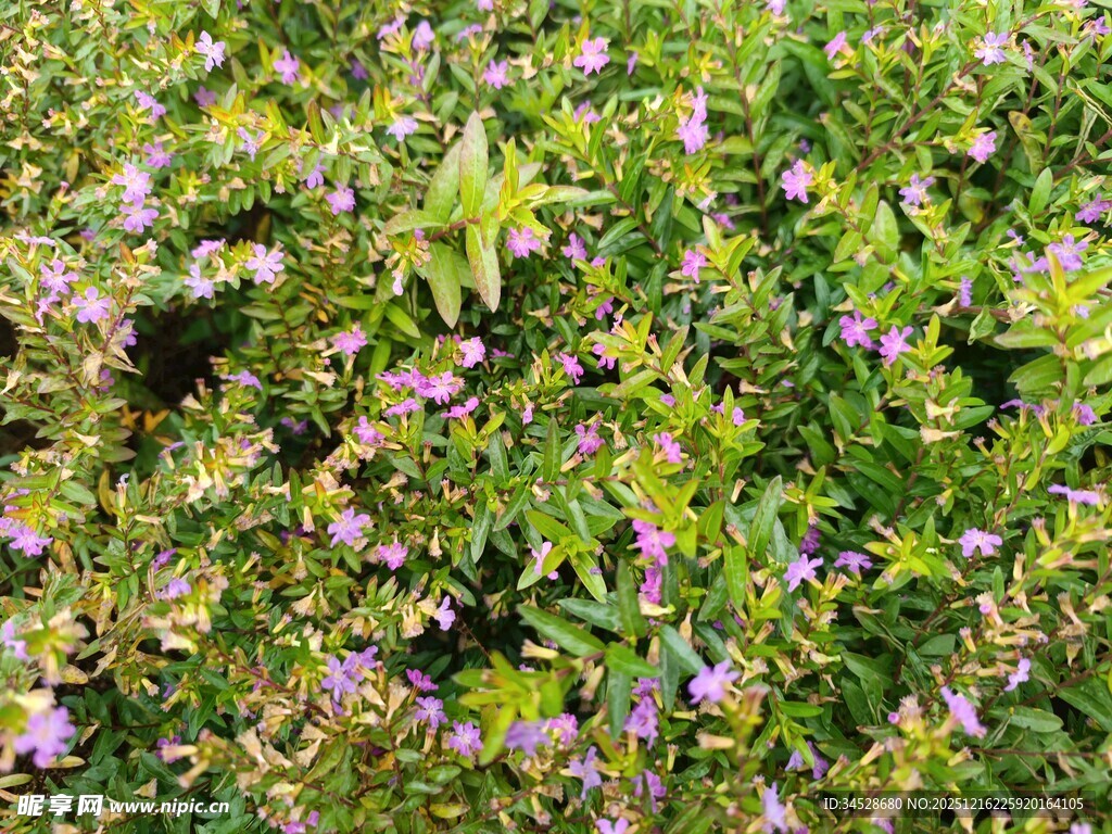 繁茂花丛中的紫色小花
