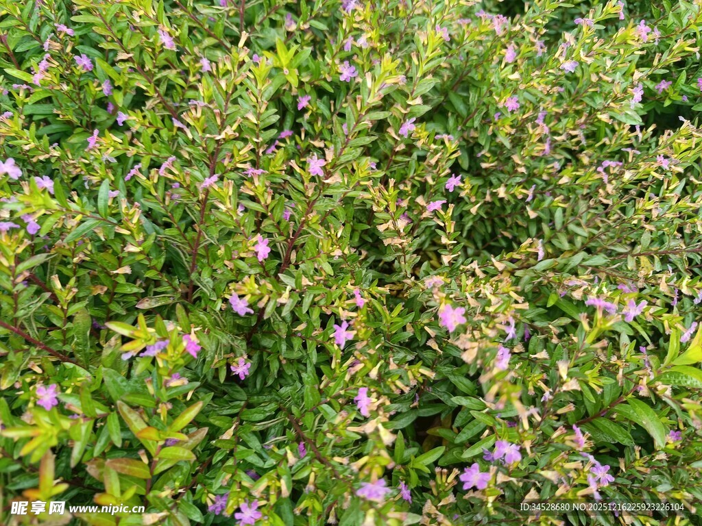 繁茂花丛中的紫色小花