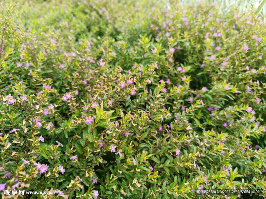 繁茂野花绿植景观