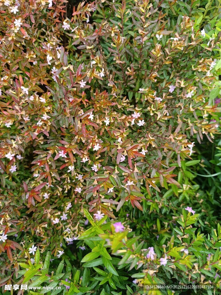 多彩枝叶的繁茂植物