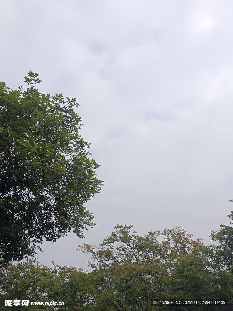 阴天中的葱郁树木