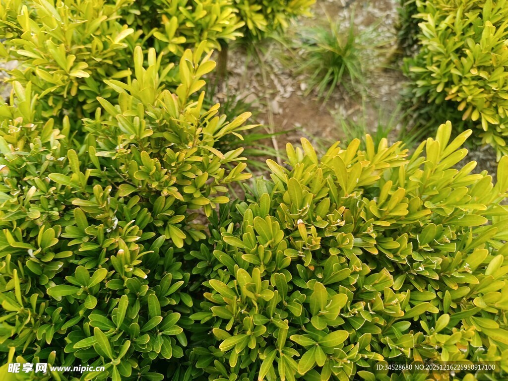 翠绿繁茂的灌木丛景观