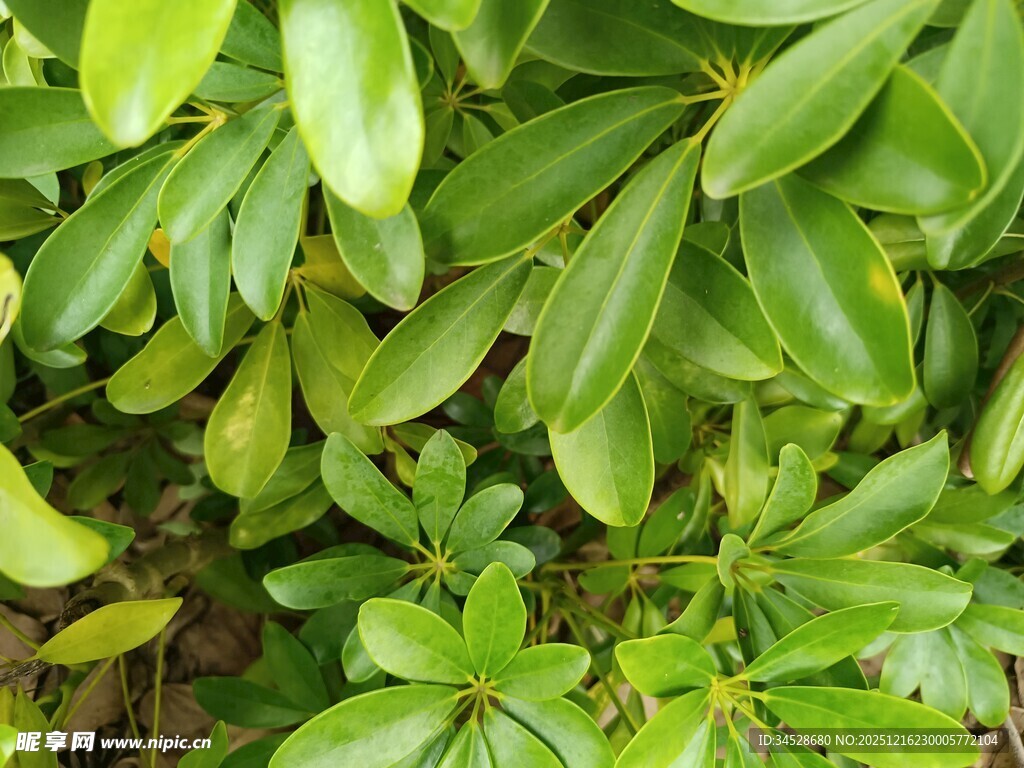 翠绿繁茂的植物叶片