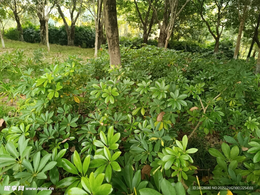 林间繁茂绿植景观
