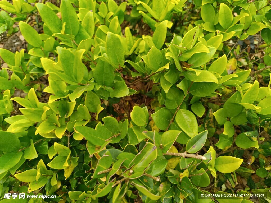 翠绿繁茂的绿植景观