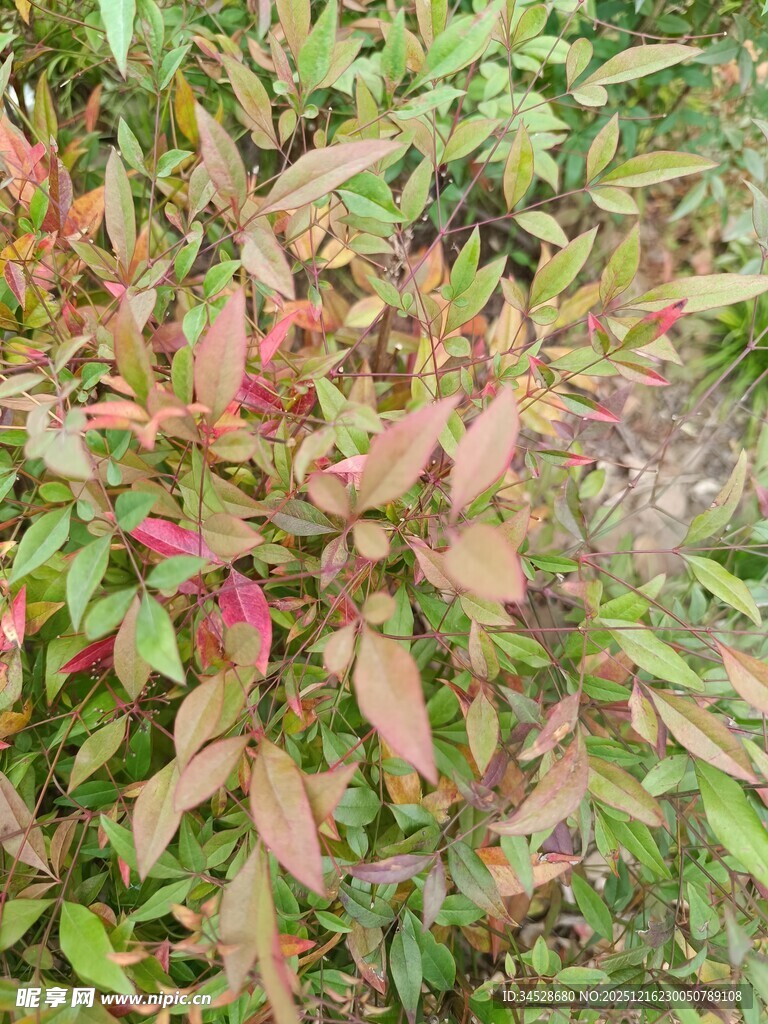 多彩叶片的植物景观