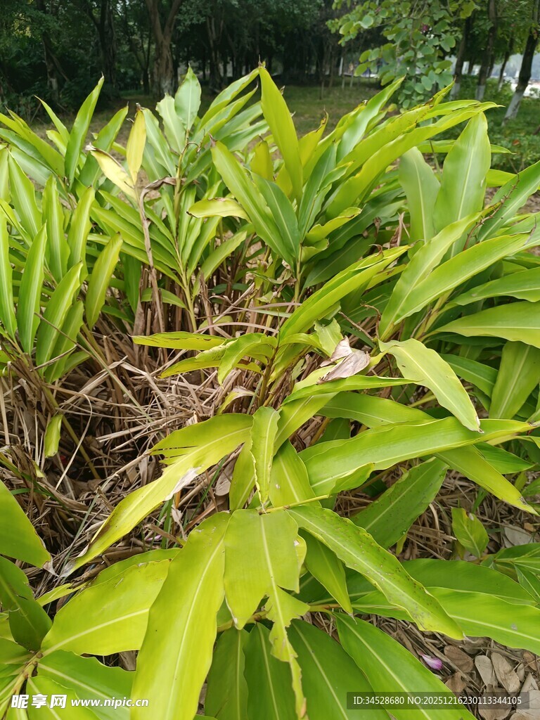 翠绿繁茂的丛生植物