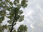 仰视绿树与天空