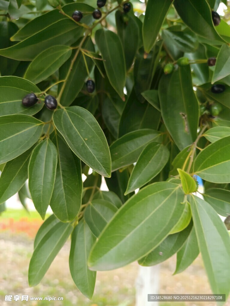 绿叶间的黑果特写