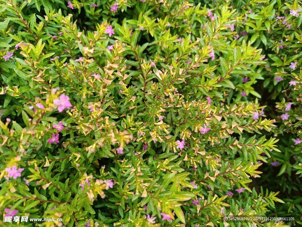 绿叶间的紫色小花