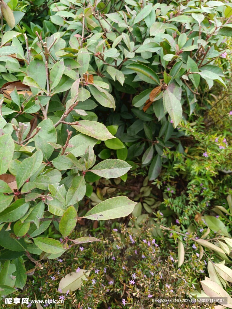 绿叶繁茂的植物景观