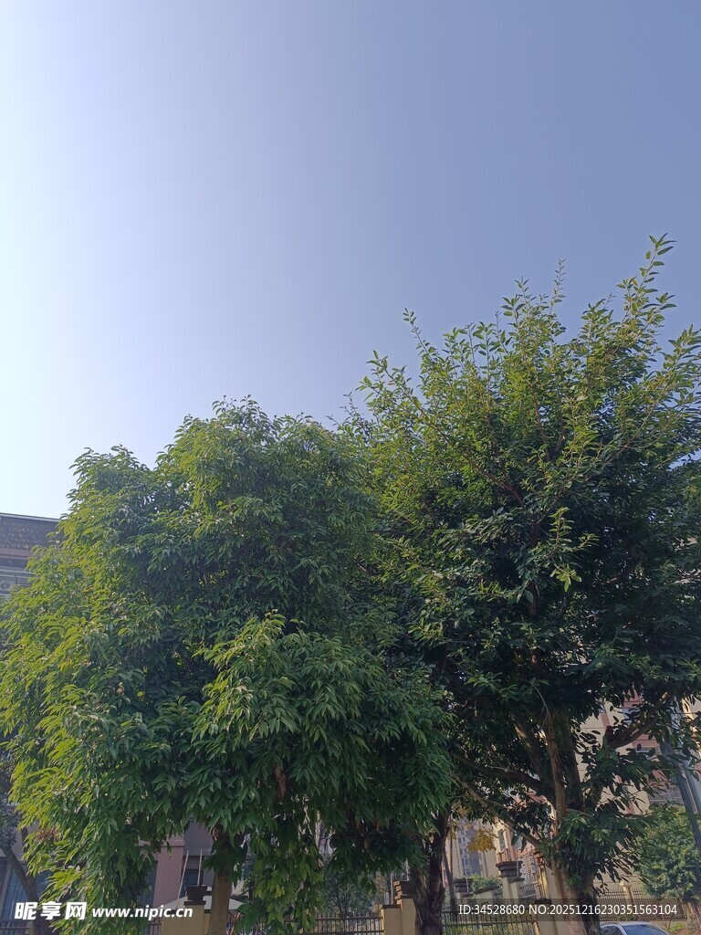 绿树成荫的户外景象