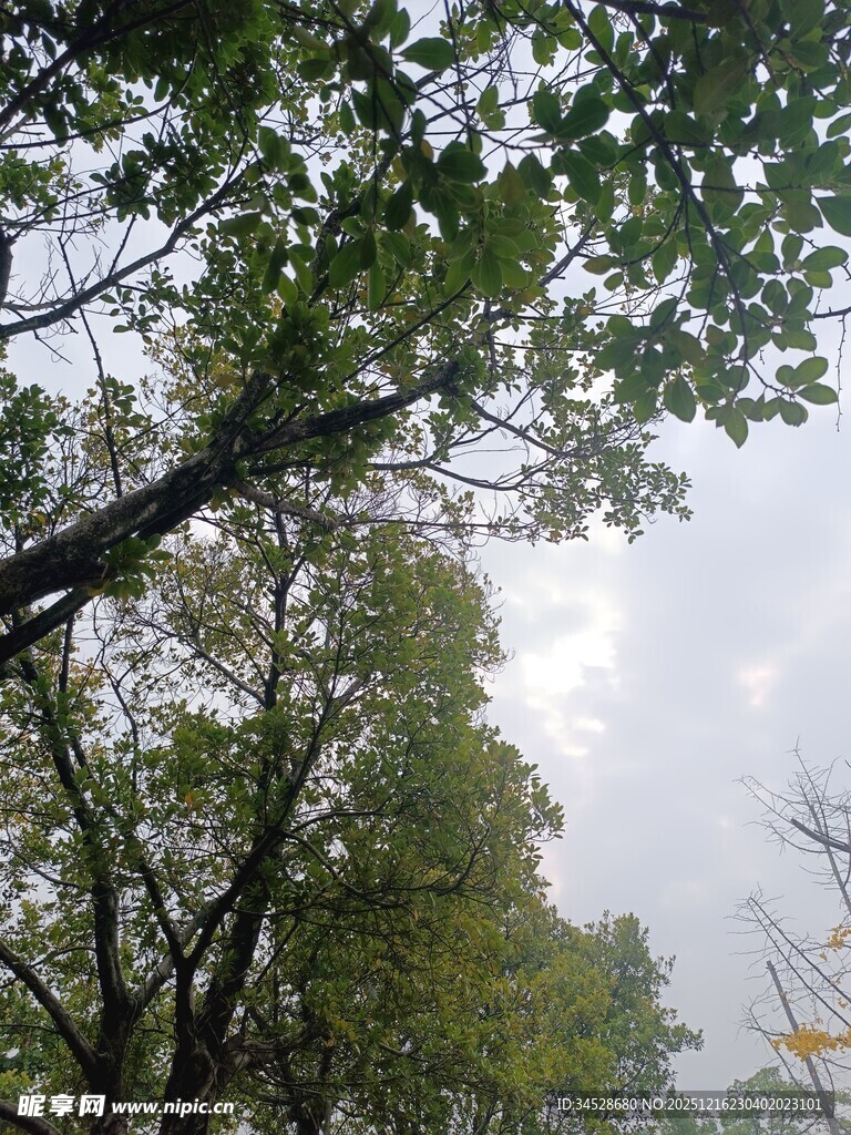 林间枝叶繁茂的树木景观