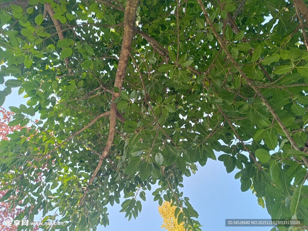 仰视繁茂树枝与蓝天