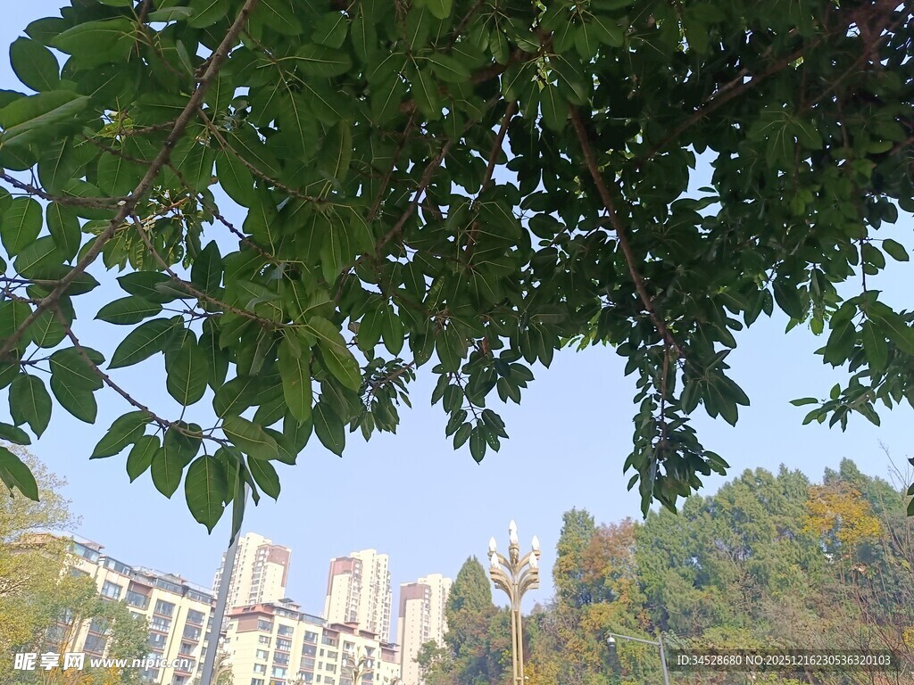 绿叶掩映下的城市建筑