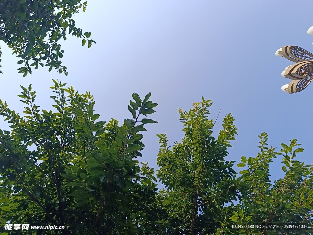 树叶间的蓝天与飞鸟