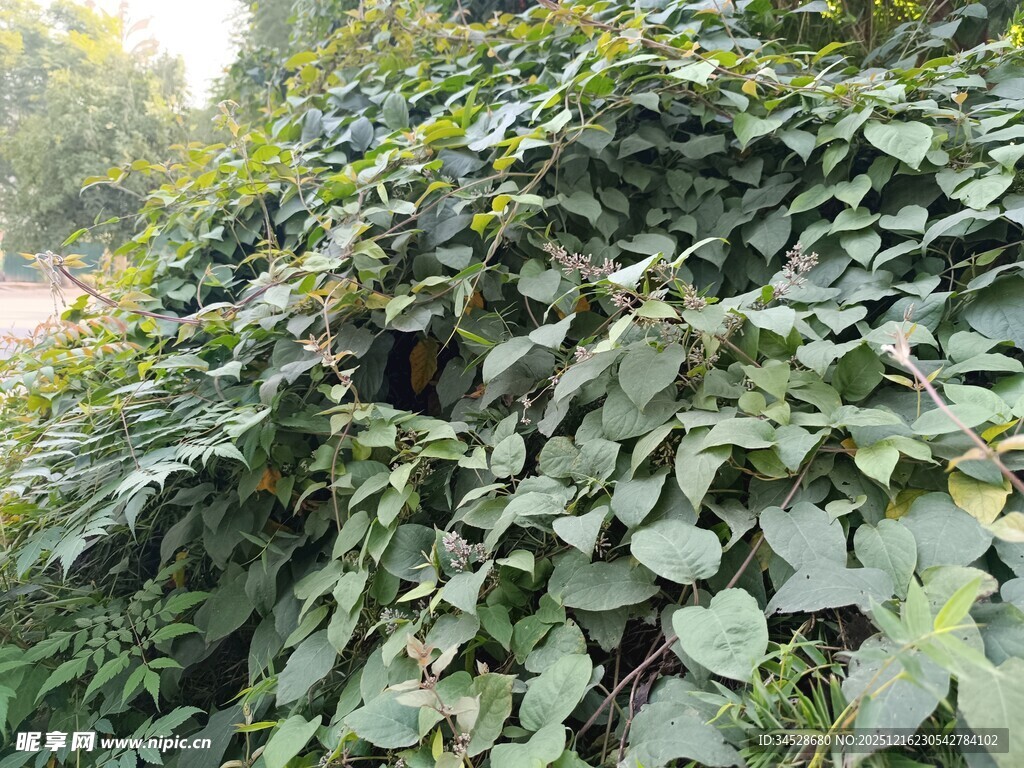 繁茂绿叶爬满坡