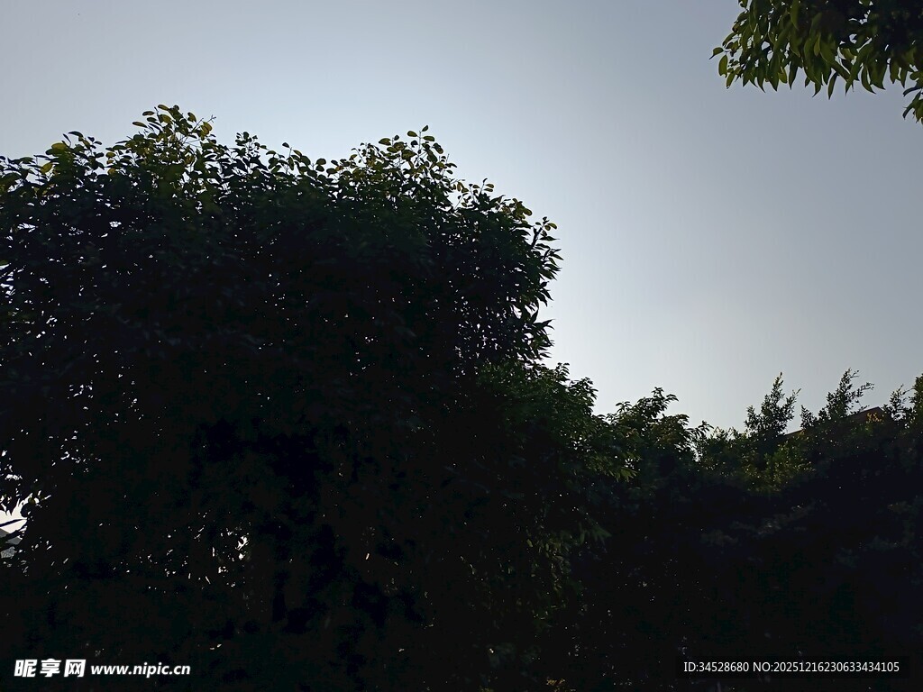 树林上方的天空景象