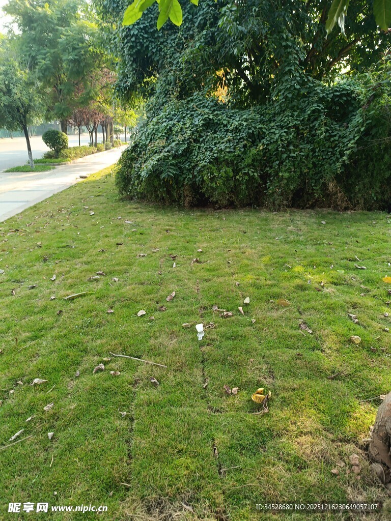 绿意盎然的户外草坪景观