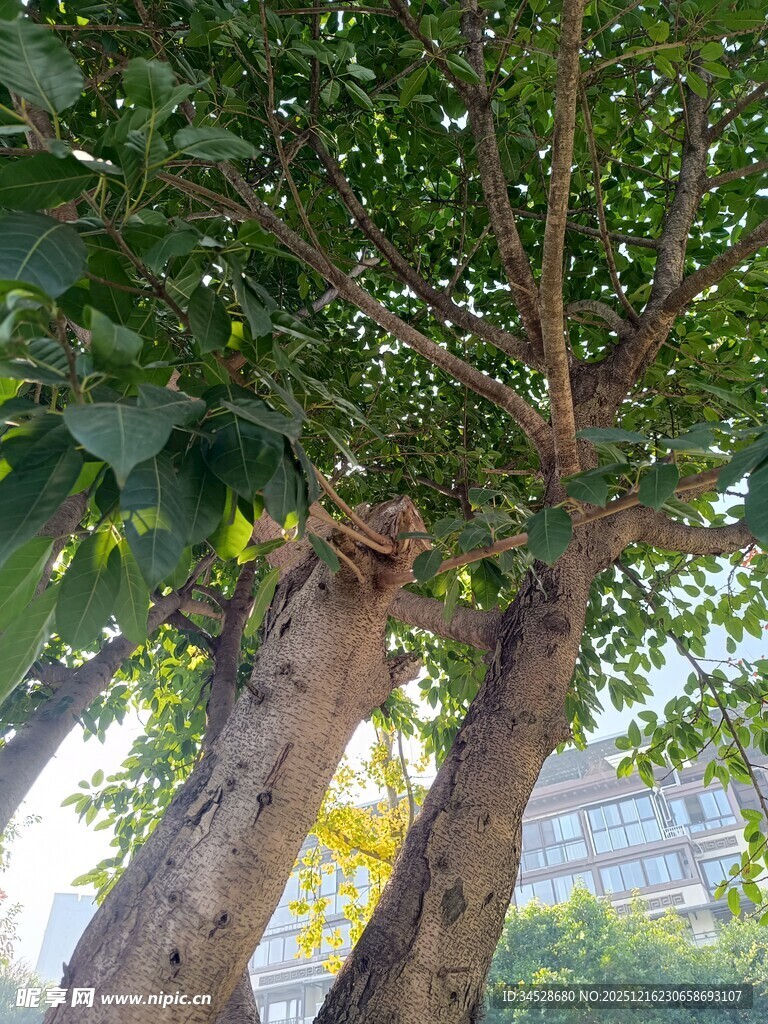 阳光下的葱郁树木