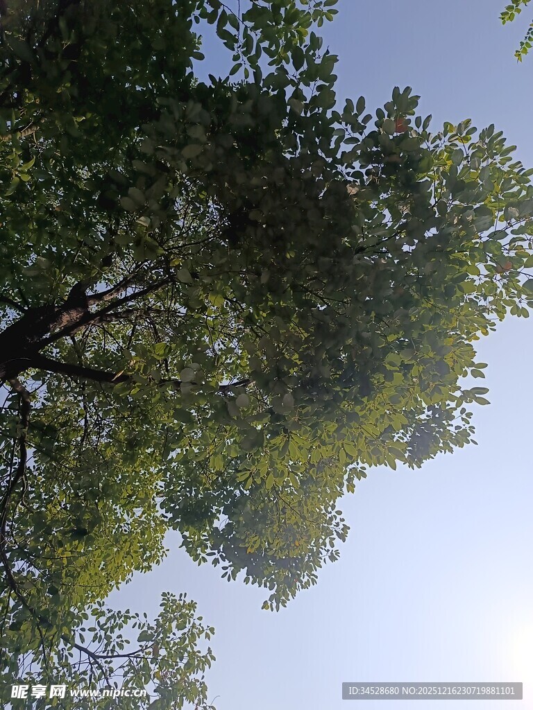 仰视繁茂绿树与蓝天