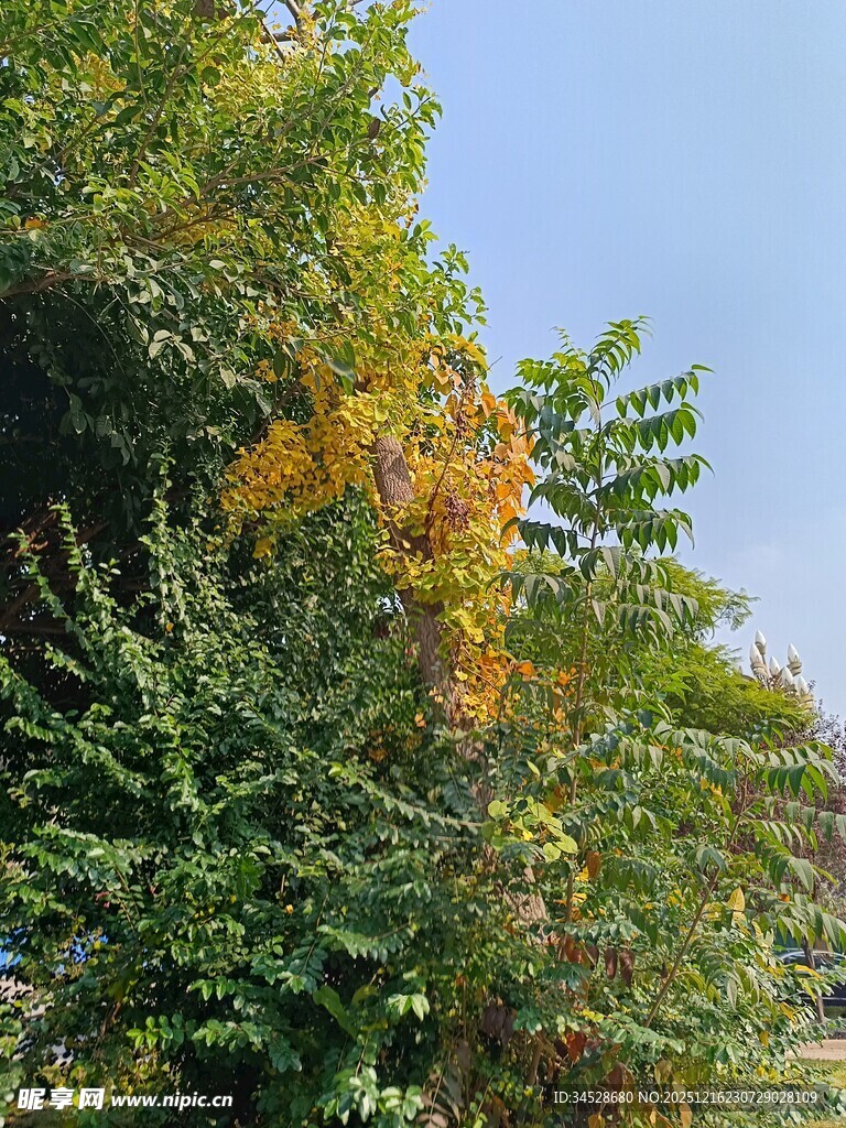 秋日繁茂绿植景观