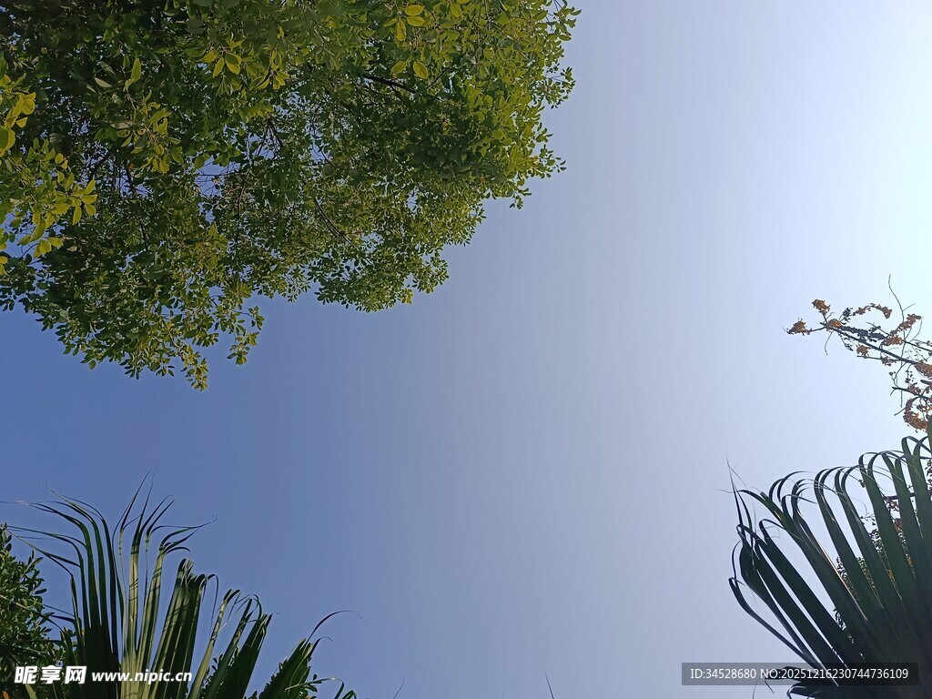 仰视绿树蓝天的自然景致
