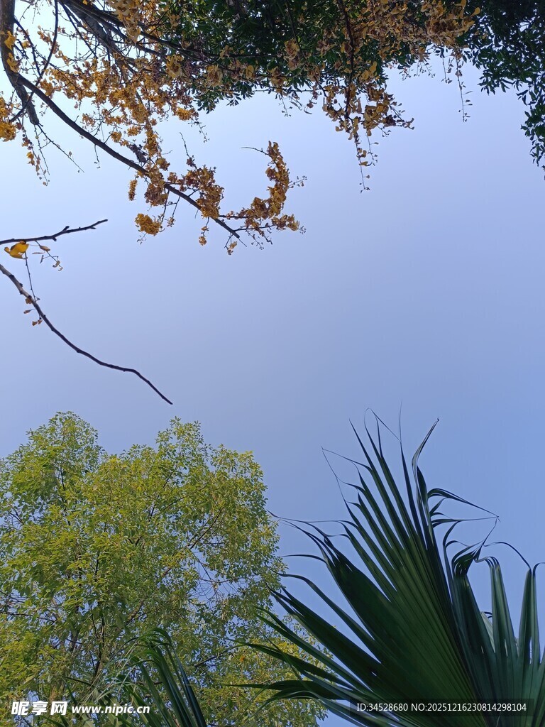 仰视绿树蓝天景致