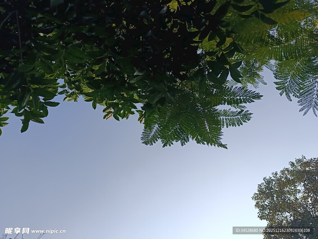 仰视绿树蓝天的自然景致