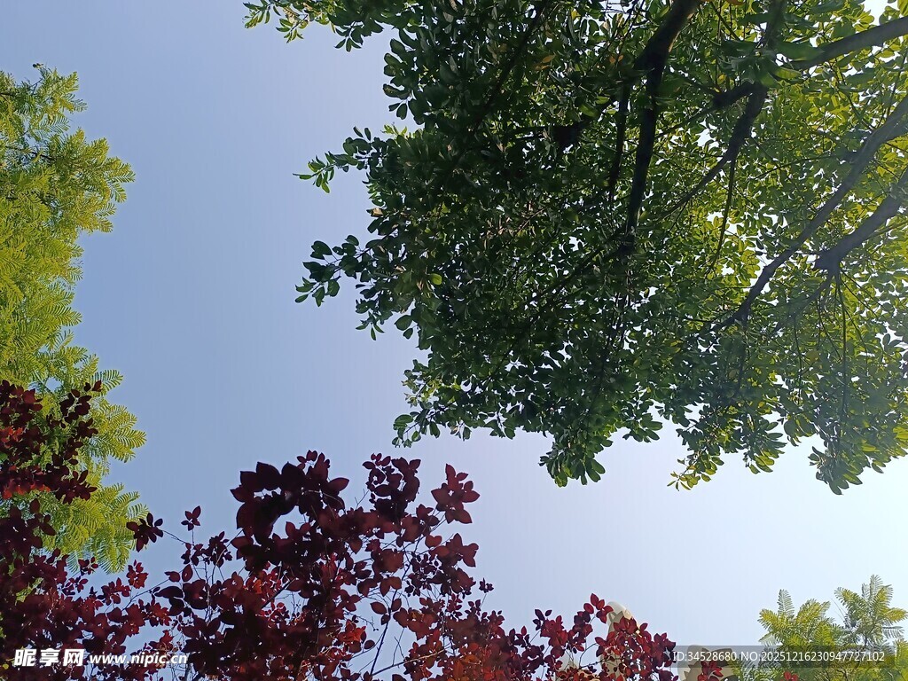 仰观多彩树木与蓝天