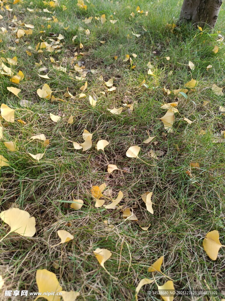 草地银杏落叶秋景图