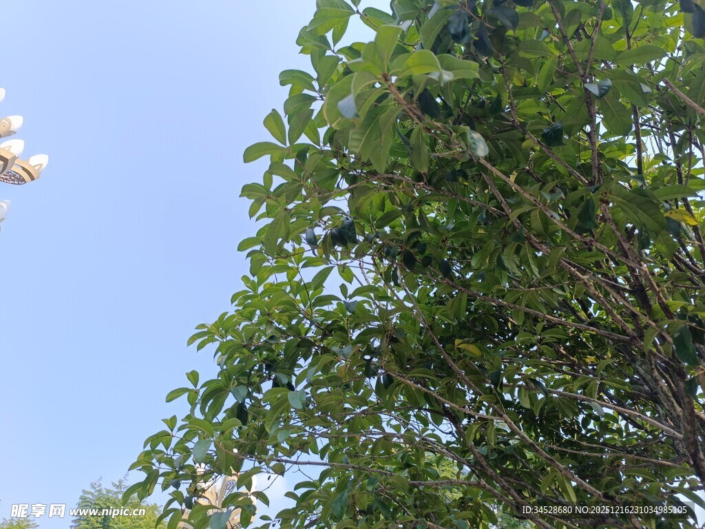 蓝天绿叶间的清新景致