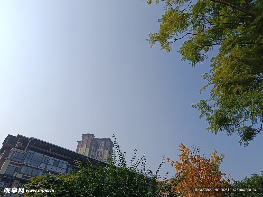 秋日楼宇旁的绿树蓝天