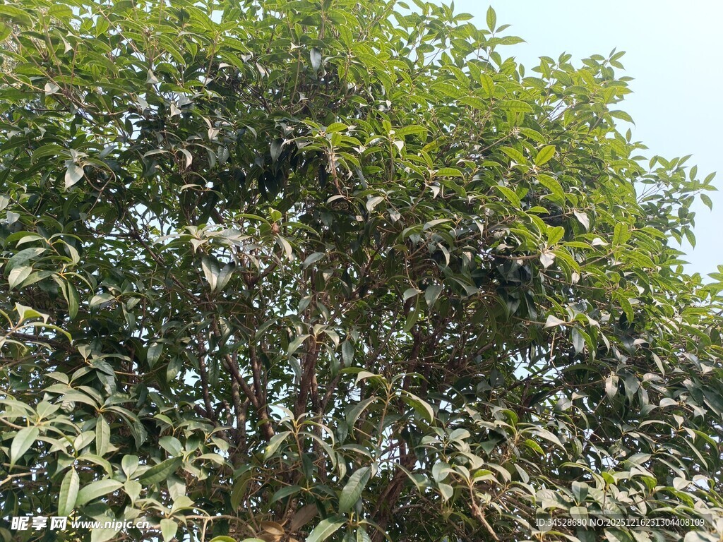 枝叶繁茂的绿树