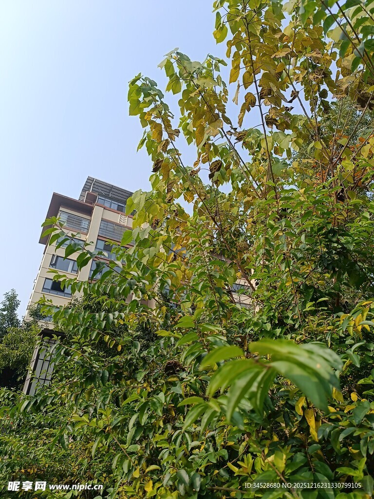 绿叶掩映下的高楼