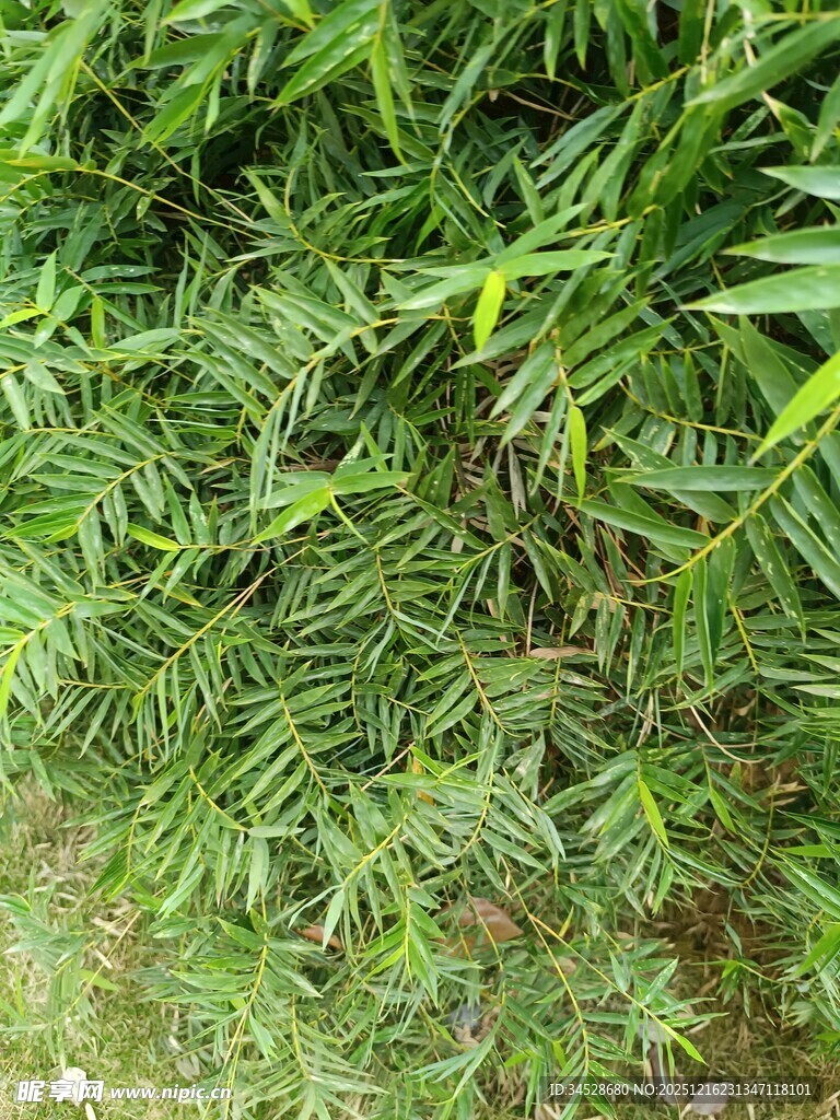 翠绿繁茂的丛生植物