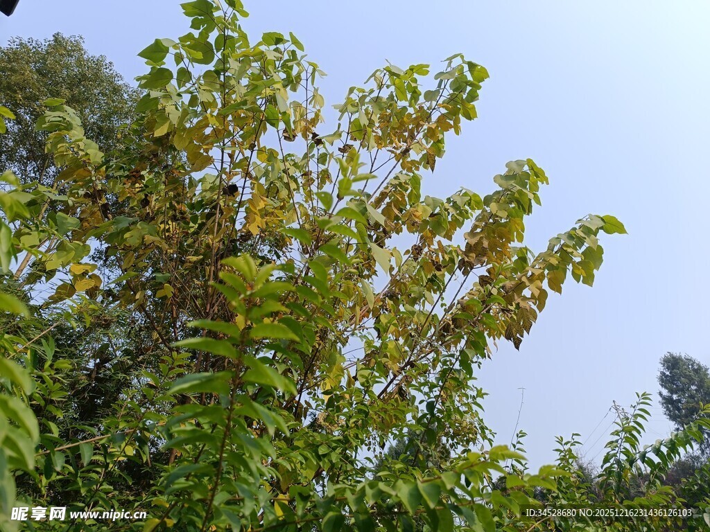 绿叶繁茂的树木