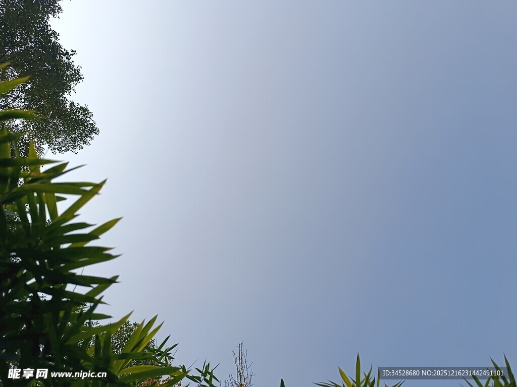 仰视蓝天与葱郁绿植
