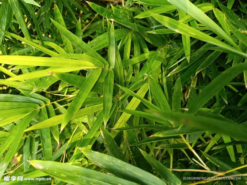 翠绿竹叶特写