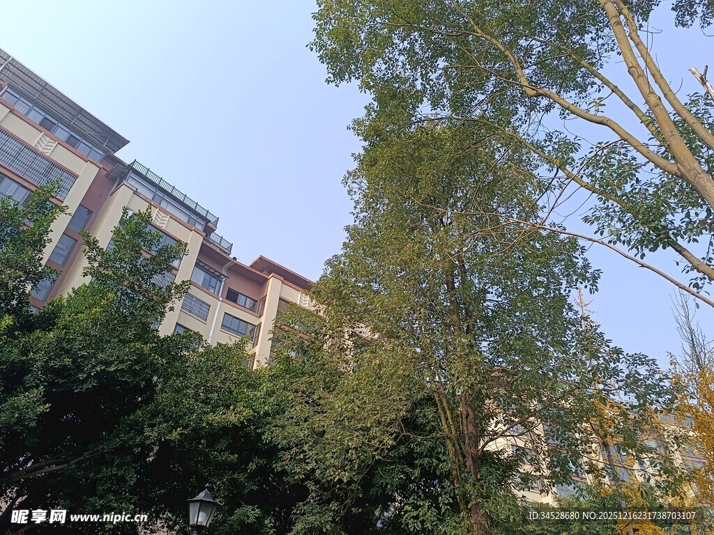 绿树掩映下的居民楼