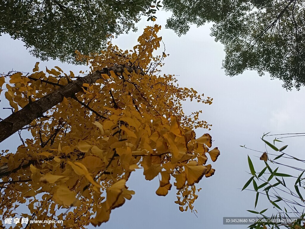 秋日银杏树枝映蓝天