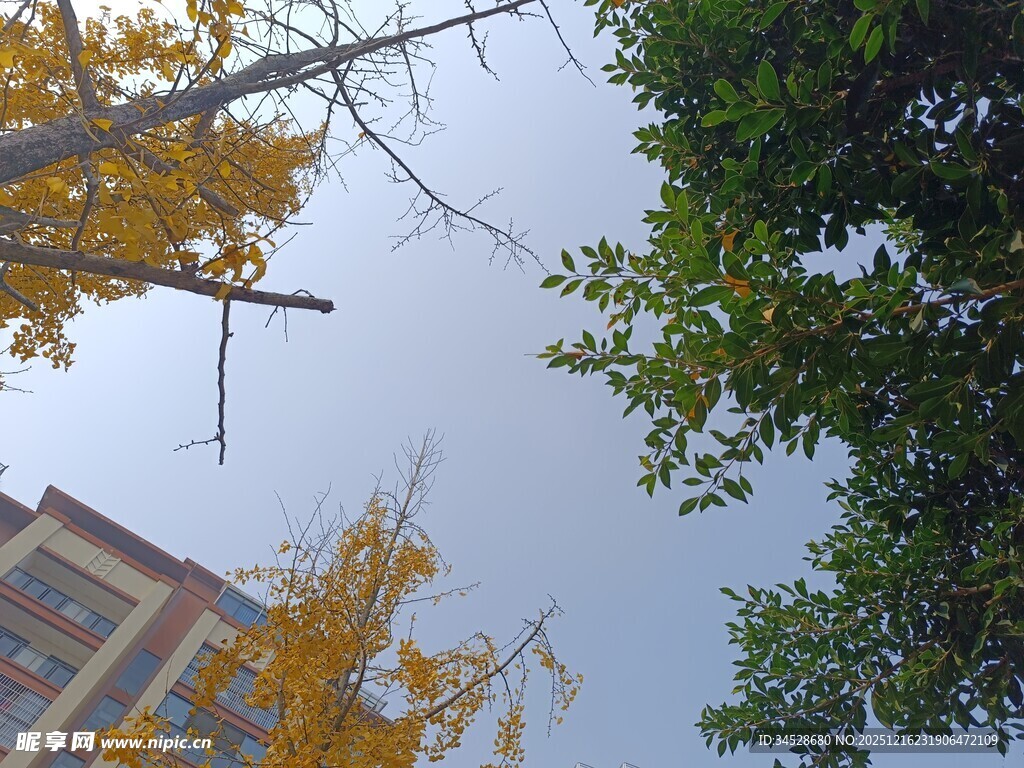 秋日楼前黄绿交织的树木