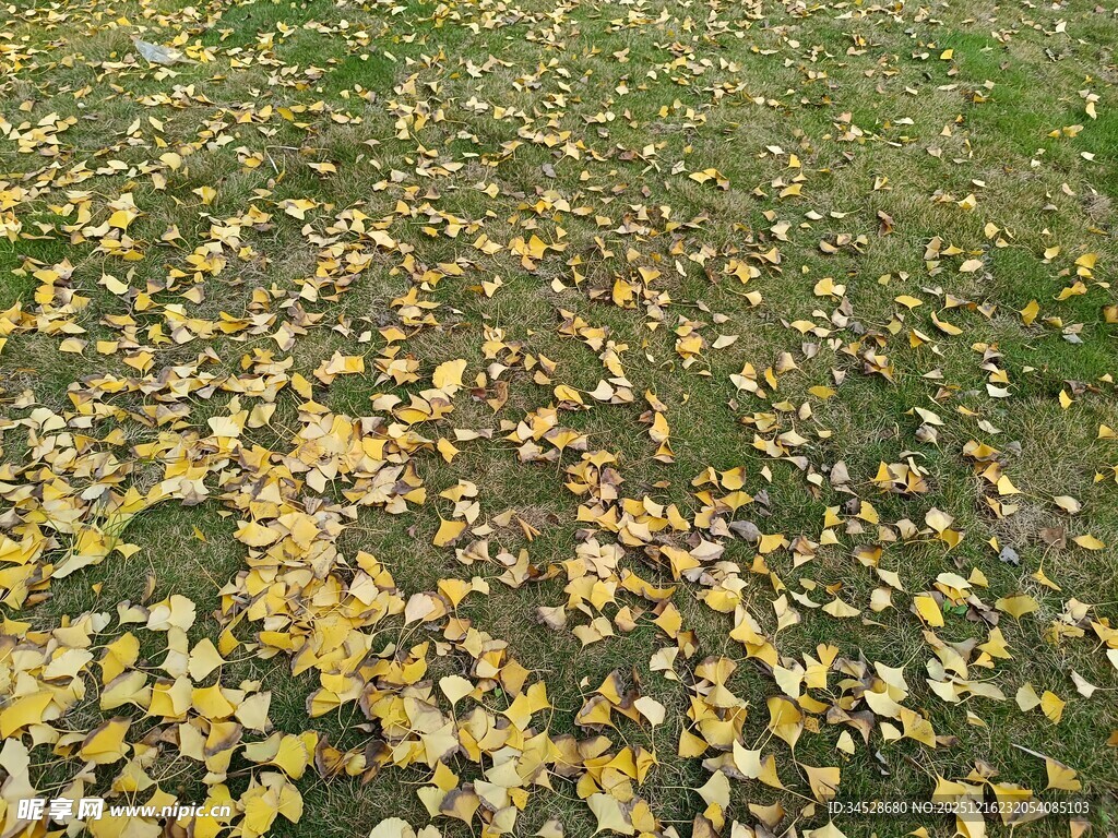 秋日草地落满金黄树叶